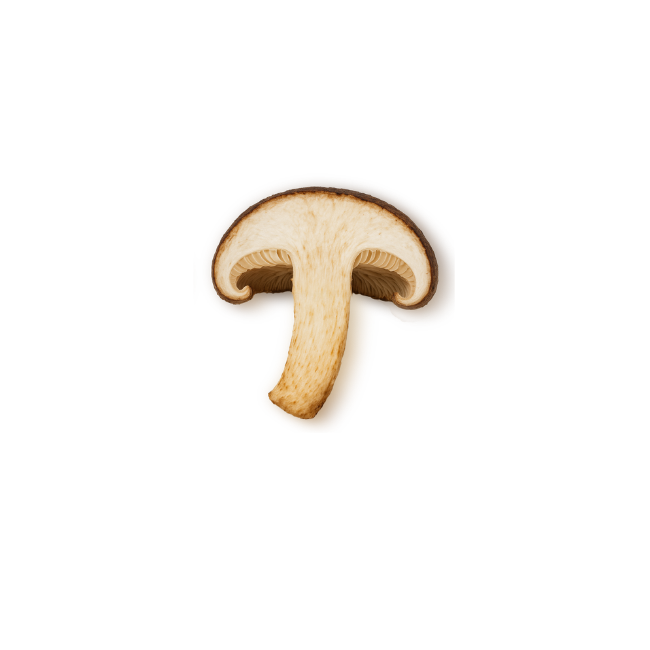 Mushroom