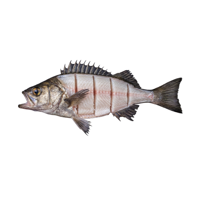 rockfish