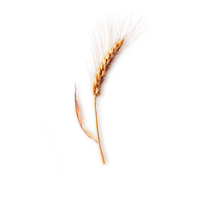 Stalk of wheat