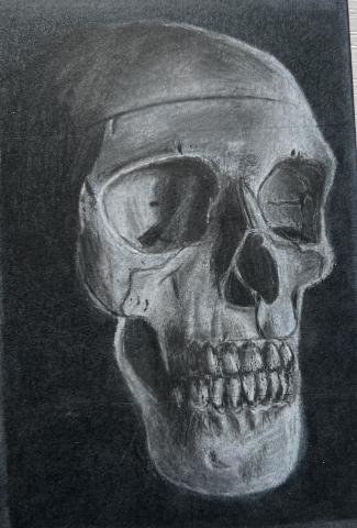  The image shows a detailed, monochromatic drawing of a human skull. The skull is depicted with realistic shading and highlights, emphasizing the contours and structure of the bones.