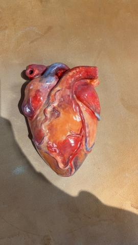 A realistic, anatomically accurate model of a human heart.