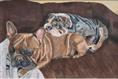 A realistic drawing of two bulldogs resting on a brown couch. The bulldog in the foreground is light brown with a white patch on its chest, lying down with its head resting on a white blanket. The bulldog in the background is darker, with a mix of black, gray, and white fur, also lying down and partially overlapping the first dog