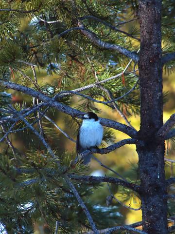 The artwork features a small bird with a black head and white body perched on a branch of a pine tree. The tree has green needles, and the background shows more branches and foliage, suggesting a forest setting. 