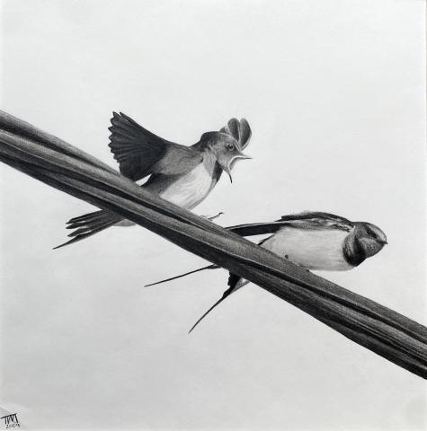 The artwork is a detailed pencil drawing of two birds perched on intersecting wires. One bird is facing forward with its wings slightly open and beak wide, as if calling out. The other bird is facing sideways with its wings closed and tail feathers extended downward. 