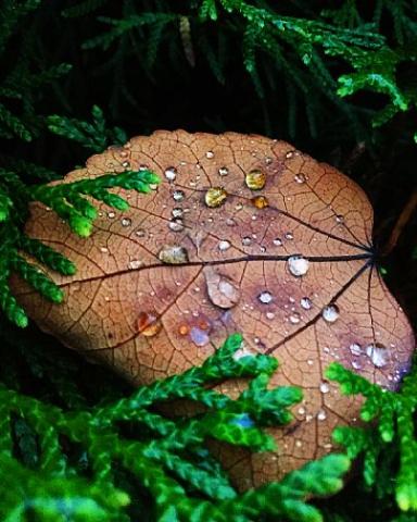 Brown Isolated Leaf