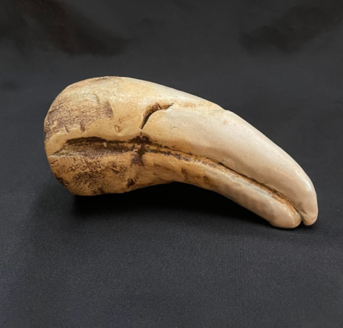 A clay replica of a prehistoric claw.