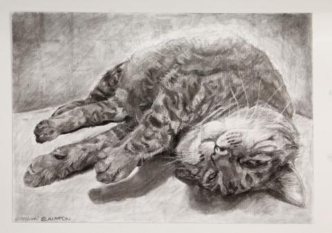 A portrait of a cat named Belle, created using charcoal on paper. Tackles the challenge of creating shading and texture to portray fur.