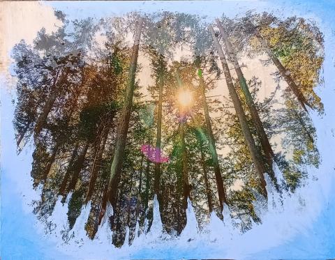 A sunny forest with snow and ice creeping up the base of the trees. With a trim of frost covering the outer border of the piece.