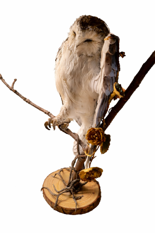 An owl sits on a branch with its eyes closed and one leg raised. Golden branches with flowers are wrapped around its wing. From the wing, the branches flow to the tail and turn into dry twigs. The tree roots climb up the trunk and wrap around the owl's feet as it stands.