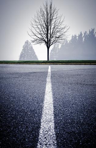 "Divergent" Photograph of a road line aligned with a tree