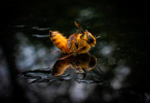 A dying bee on its back on a dampened reflective surface. Its arm is visibly in slight motion.