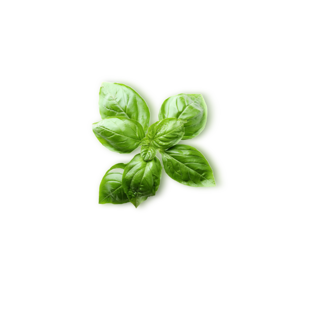 Basil