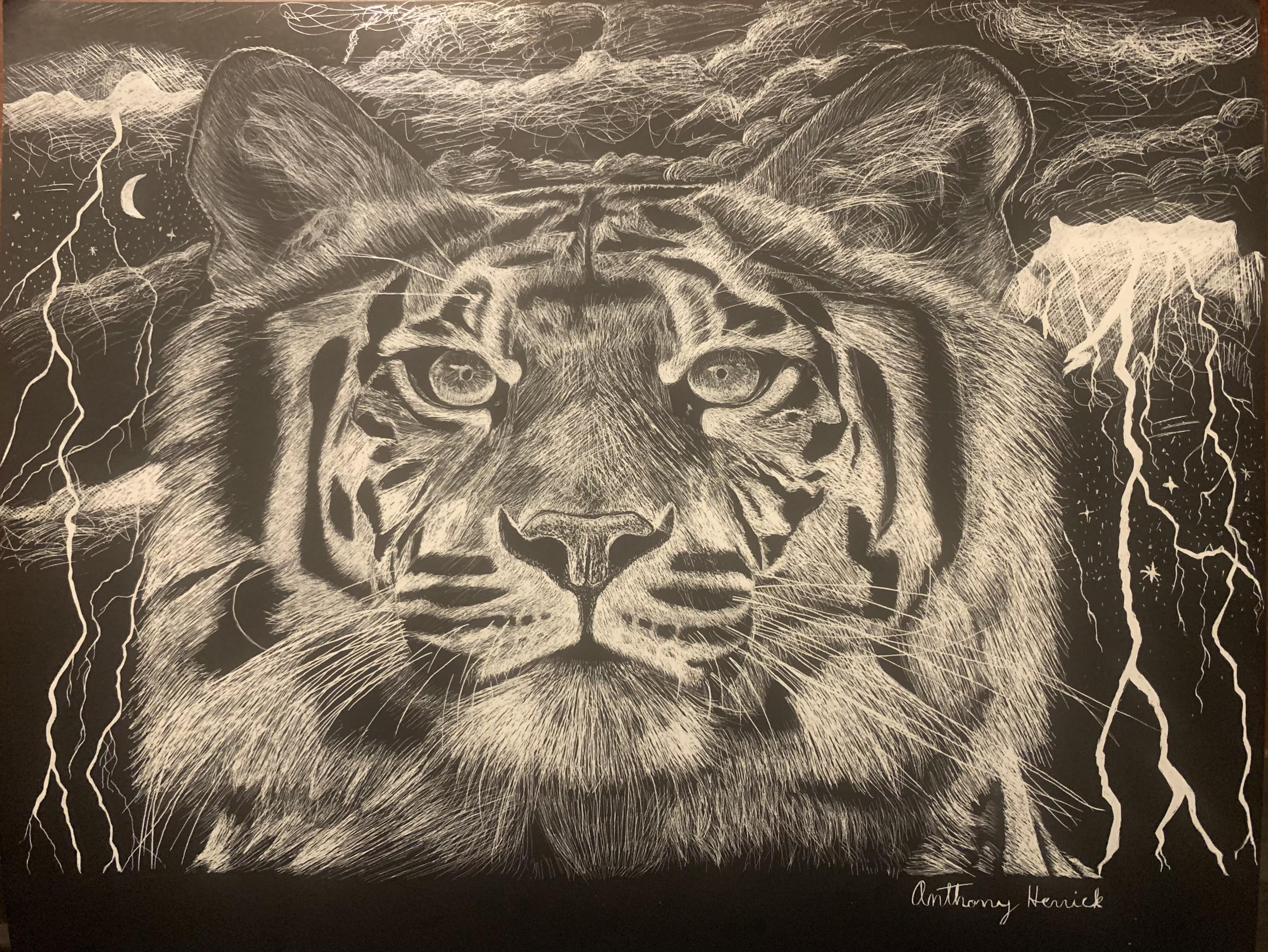 Beautiful, affordable scratchboard art print- Tiger