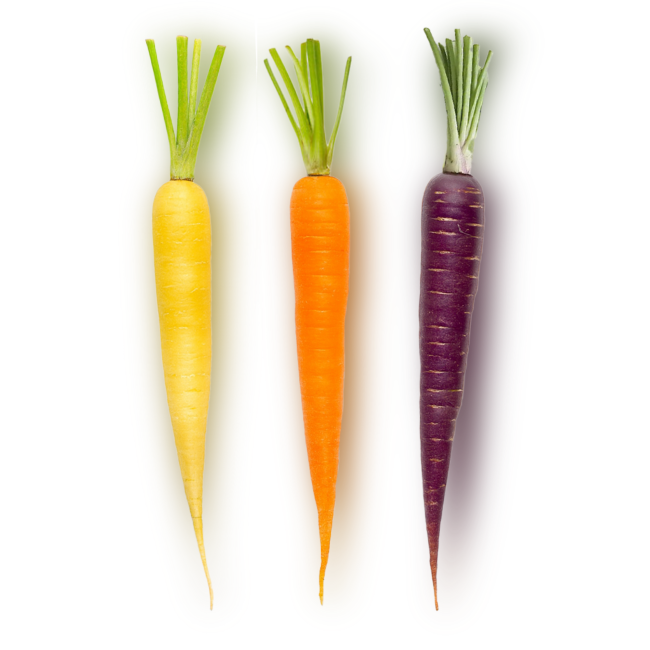 three carrots, yellow, orange, and purple