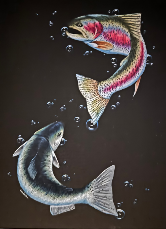 Two fish swimming in opposite directions against a dark background. The upper fish has a vibrant red and green coloration, while the lower fish is predominantly gray with a lighter underbelly.