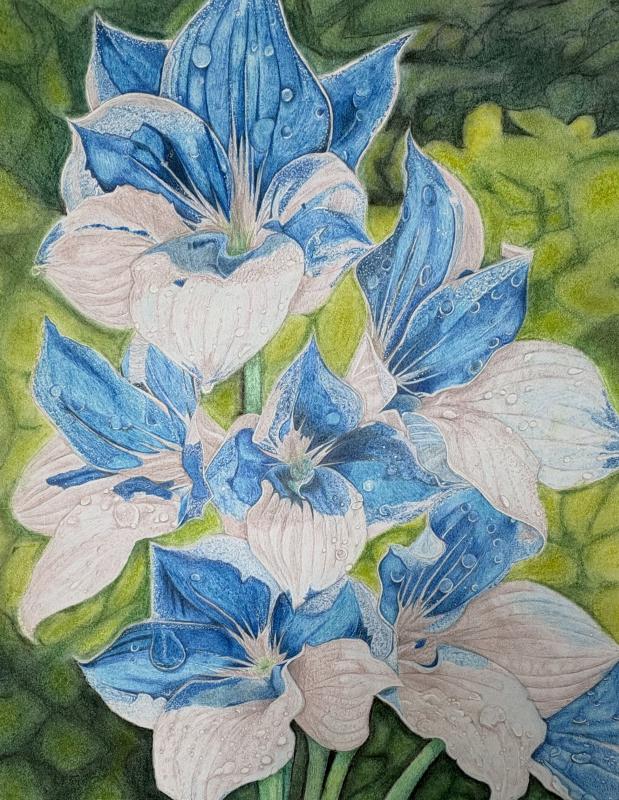 A detailed drawing of blue and white flowers with water droplets on the petals, set against a green leafy background.