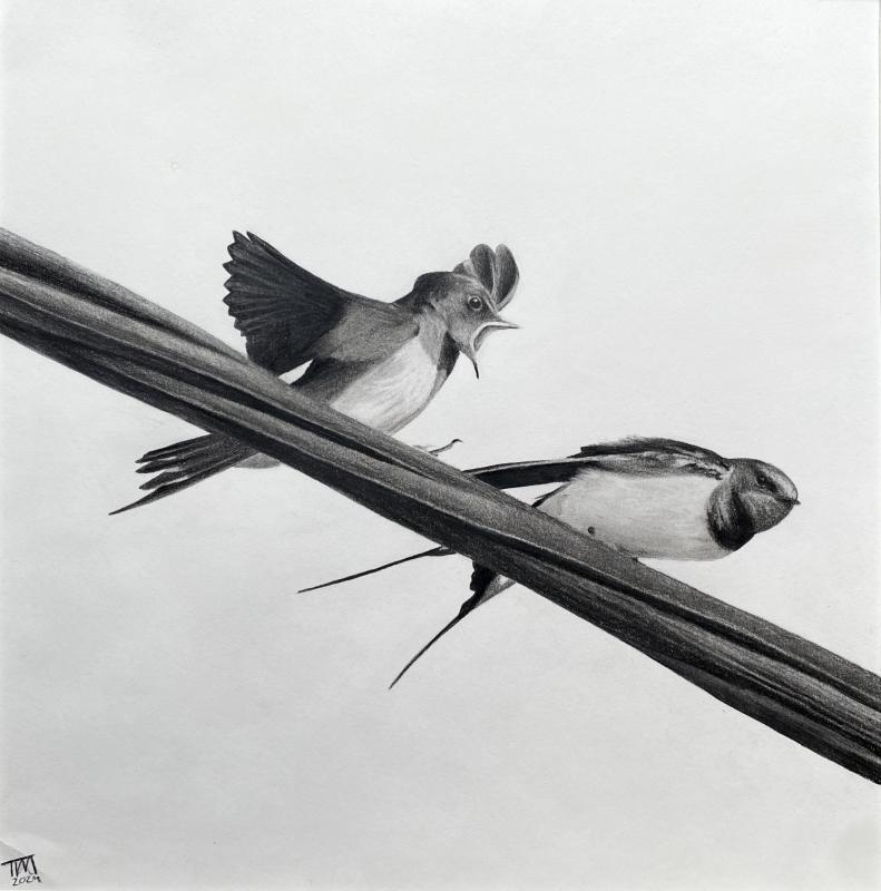 The artwork is a detailed pencil drawing of two birds perched on intersecting wires. One bird is facing forward with its wings slightly open and beak wide, as if calling out. The other bird is facing sideways with its wings closed and tail feathers extended downward. 
