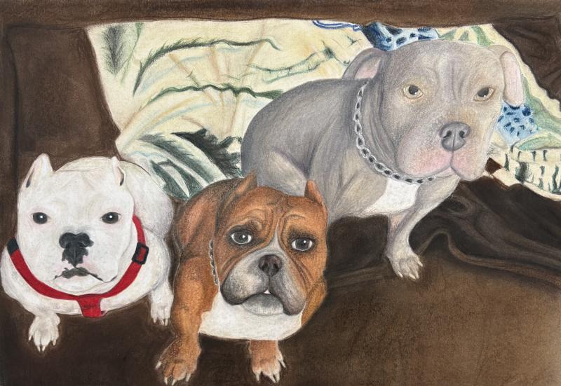 The image shows three dogs sitting closely together on a brown blanket. The dog on the left is white with a black nose and is wearing a red harness. The middle dog is brown with a white chest and has a sad expression.