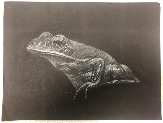 A realistic colored pencil drawing of a frog
