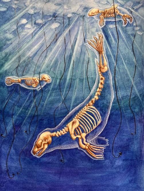 A painting of harbor seals, showing their skeletal framework in a ocean blue background with jellyfish floating around them. 