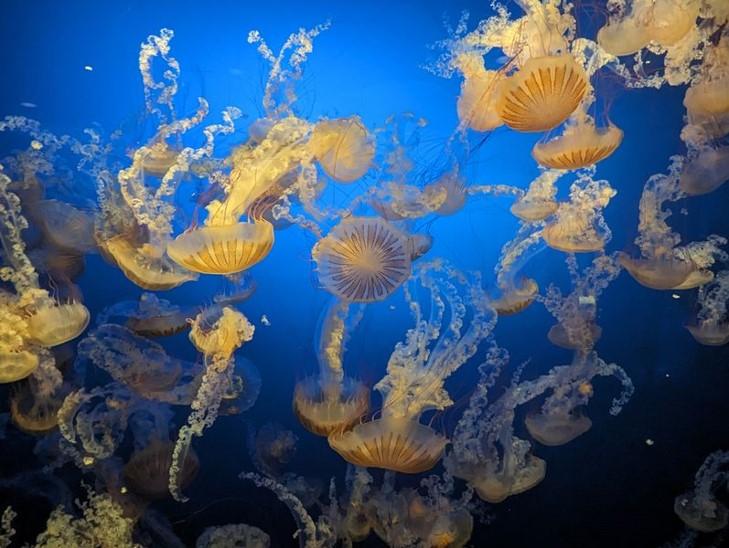 Digital art created to illustrate the beauty of yellow jellyfish against a vibrant blue water background.