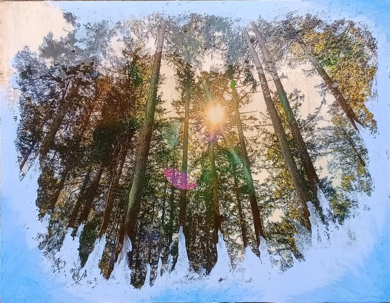 A sunny forest with snow and ice creeping up the base of the trees. With a trim of frost covering the outer border of the piece.