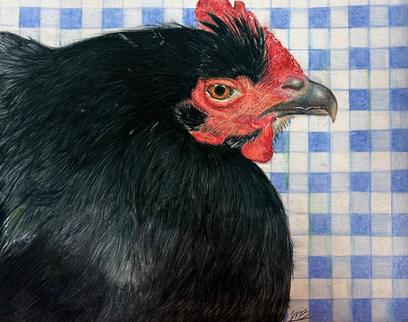 My colored pencil drawing "Mother" pictures my pet chicken over a blue gingham background. Her feathers are very textured so I captured this by using colors other than black. These colors include blues, greens, and white on top of black. I used a ruler to draw the straight-lined gingham background with light blue and white.